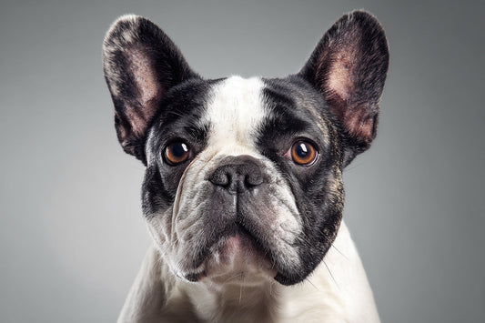 Studio portrait of a French Bulldog facing forward with sharp details